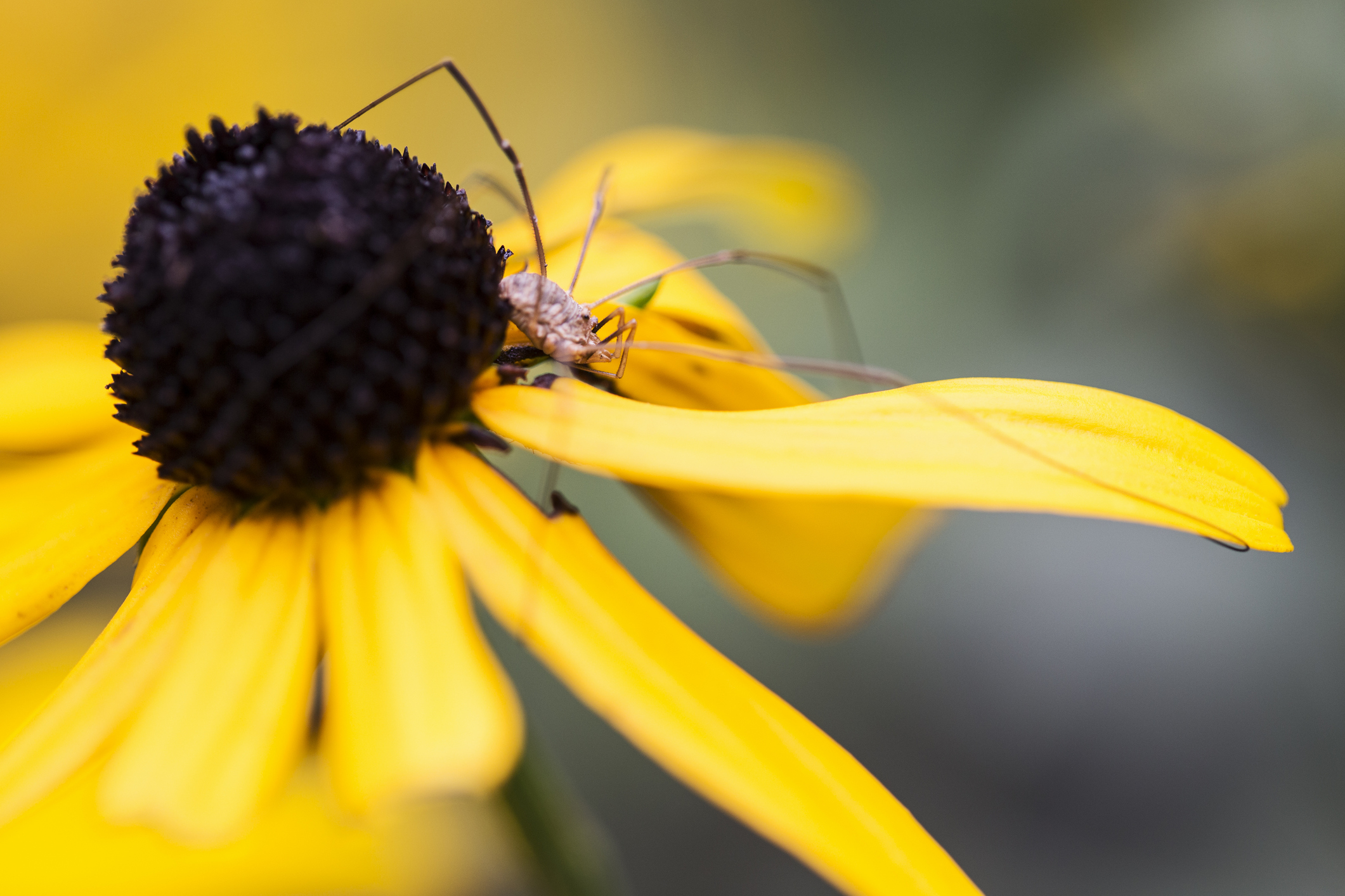 daddy-long-legs-spider-knockout-pest-control