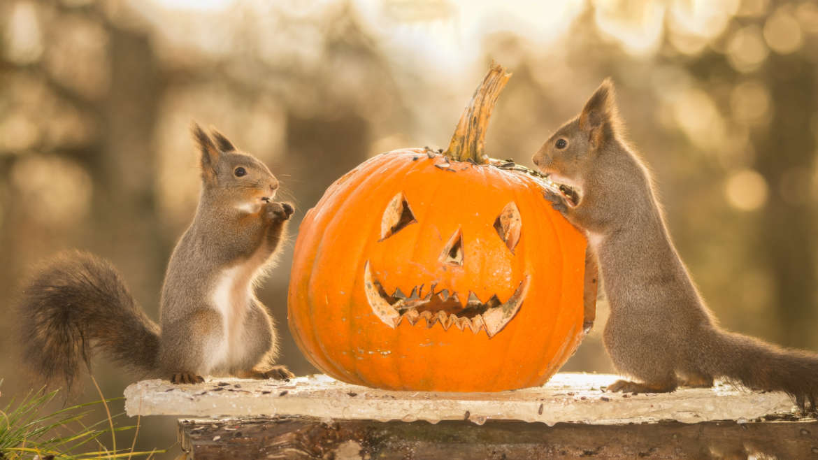 Are Your Halloween Decorations Attracting Pests