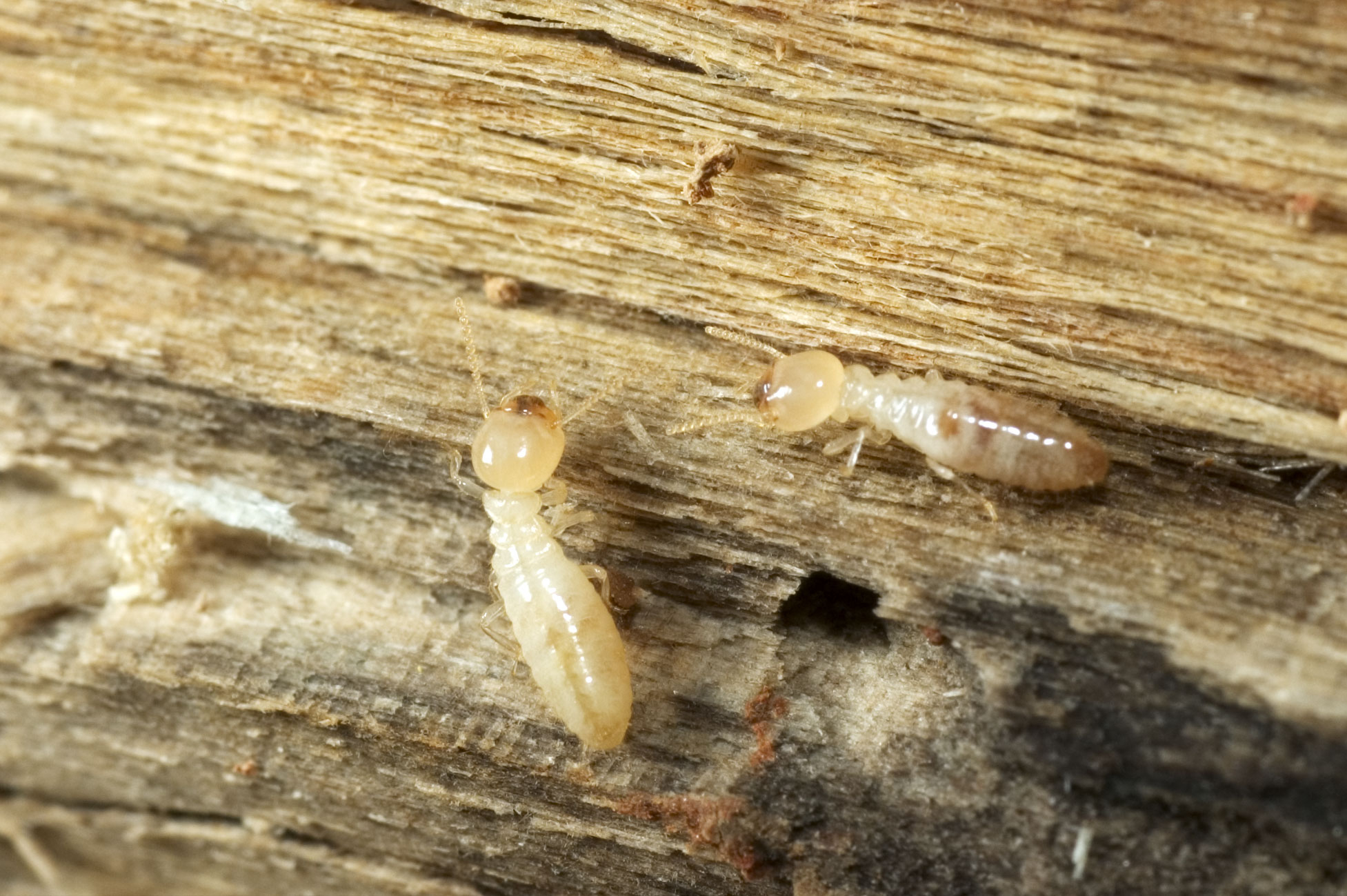 Termites: Causes & Warning Signs of an Infestation, and How to Deal