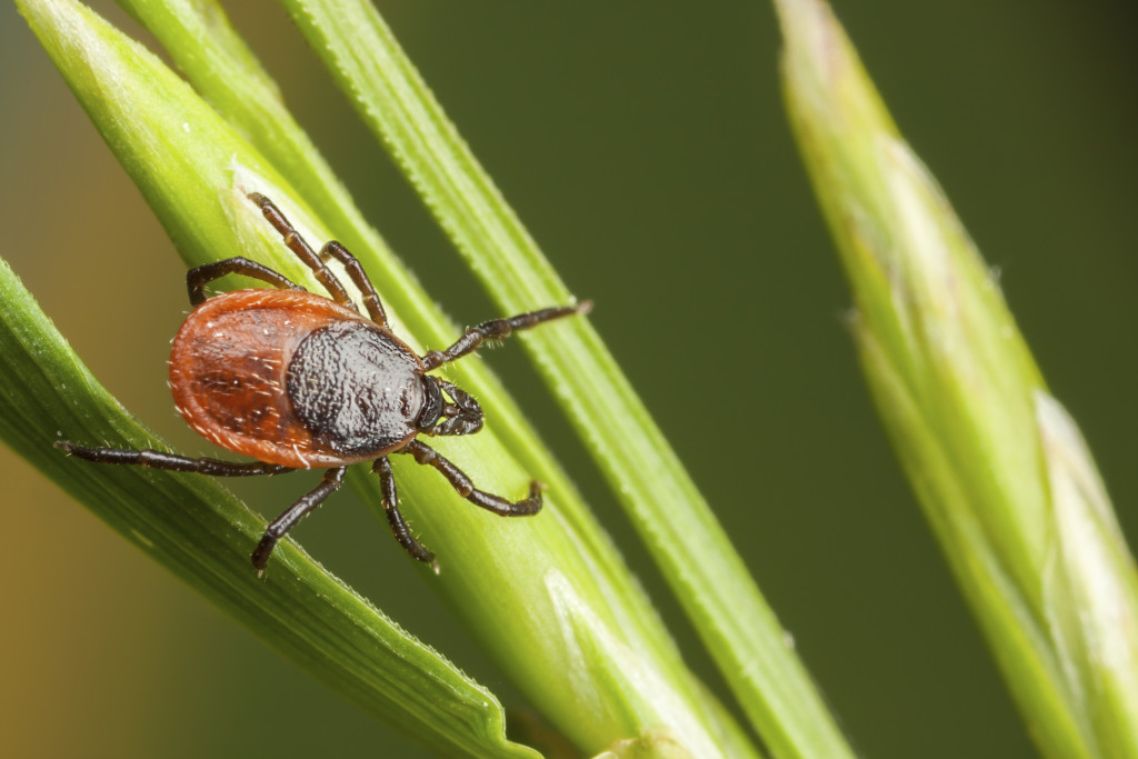 spring-pests-nyc