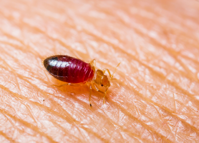 bed bugs | pest control | long island | nyc