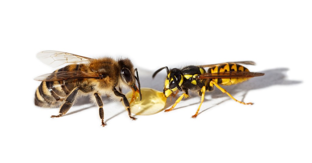bee-yellow-jacket-wasp