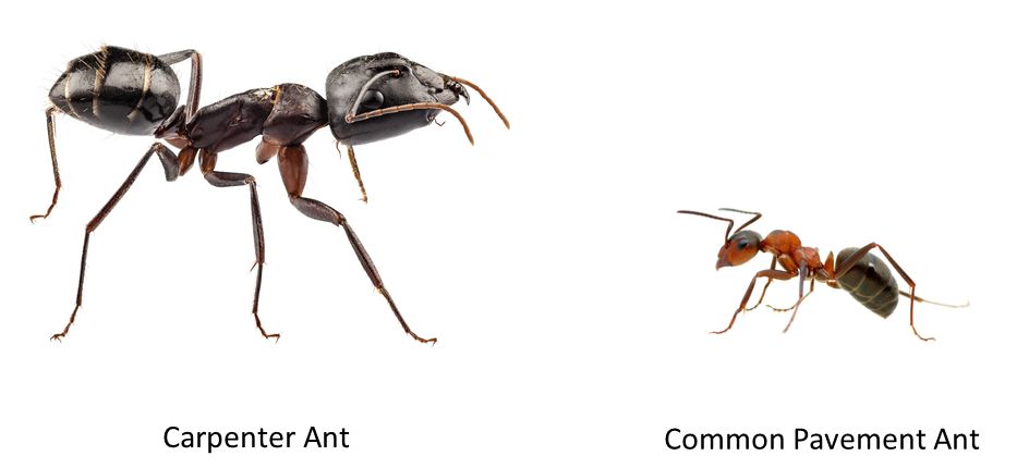 carpenter-ant-big-compare-common-pavement-ant