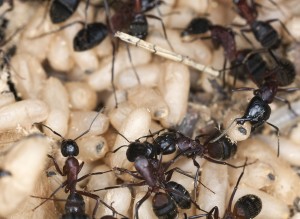 carpenter-ant-eggs