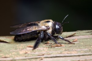 carpenter-bee-wood