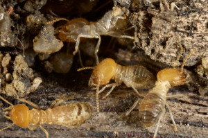termite-exterminators