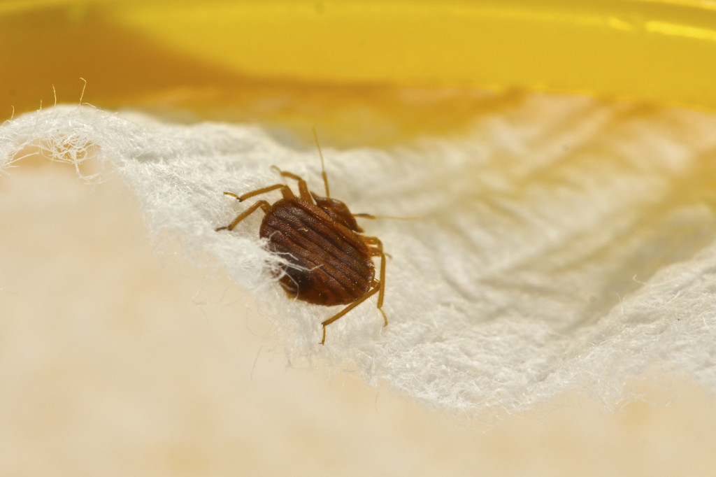 bedbug-pest-control