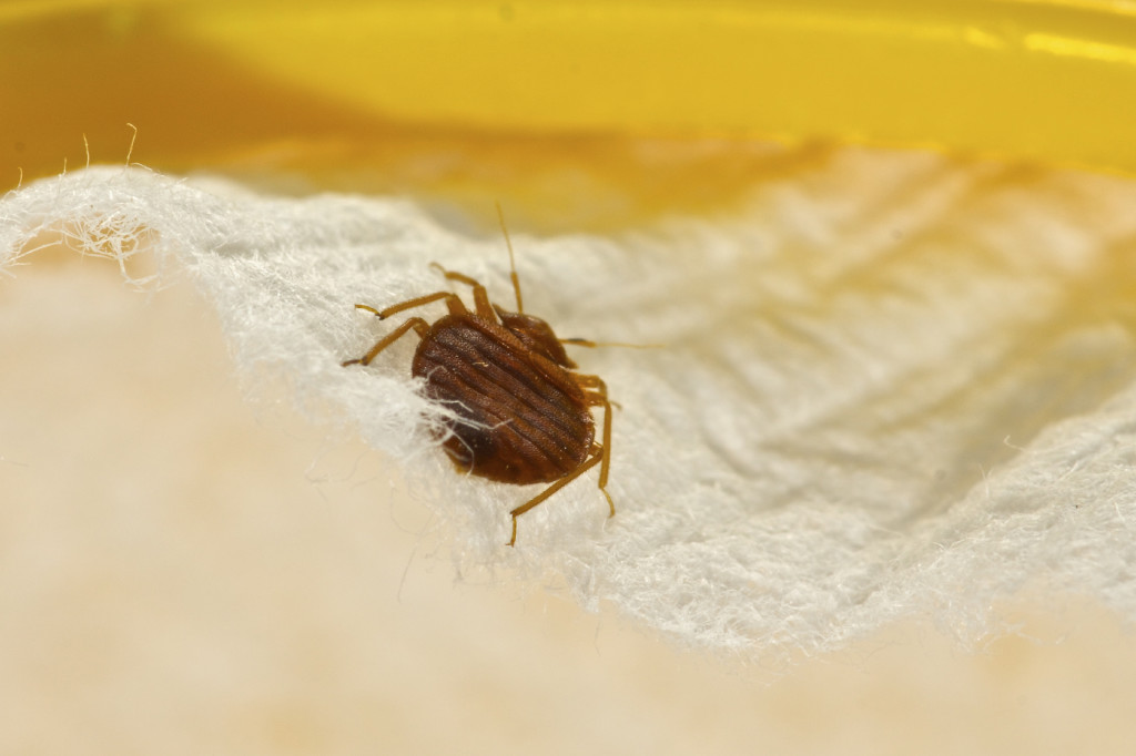 How To Prep Your Home For Bedbug Treatment Pest Control 1568