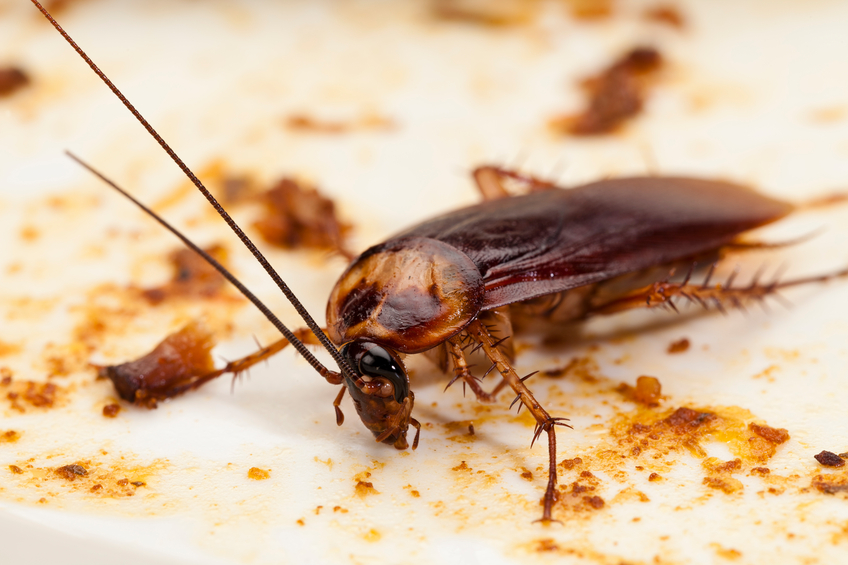 cockroach | pest control | long island | nyc