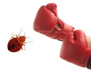 knockout-bed-bugs-pests