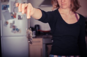 mouse-in-kitchen