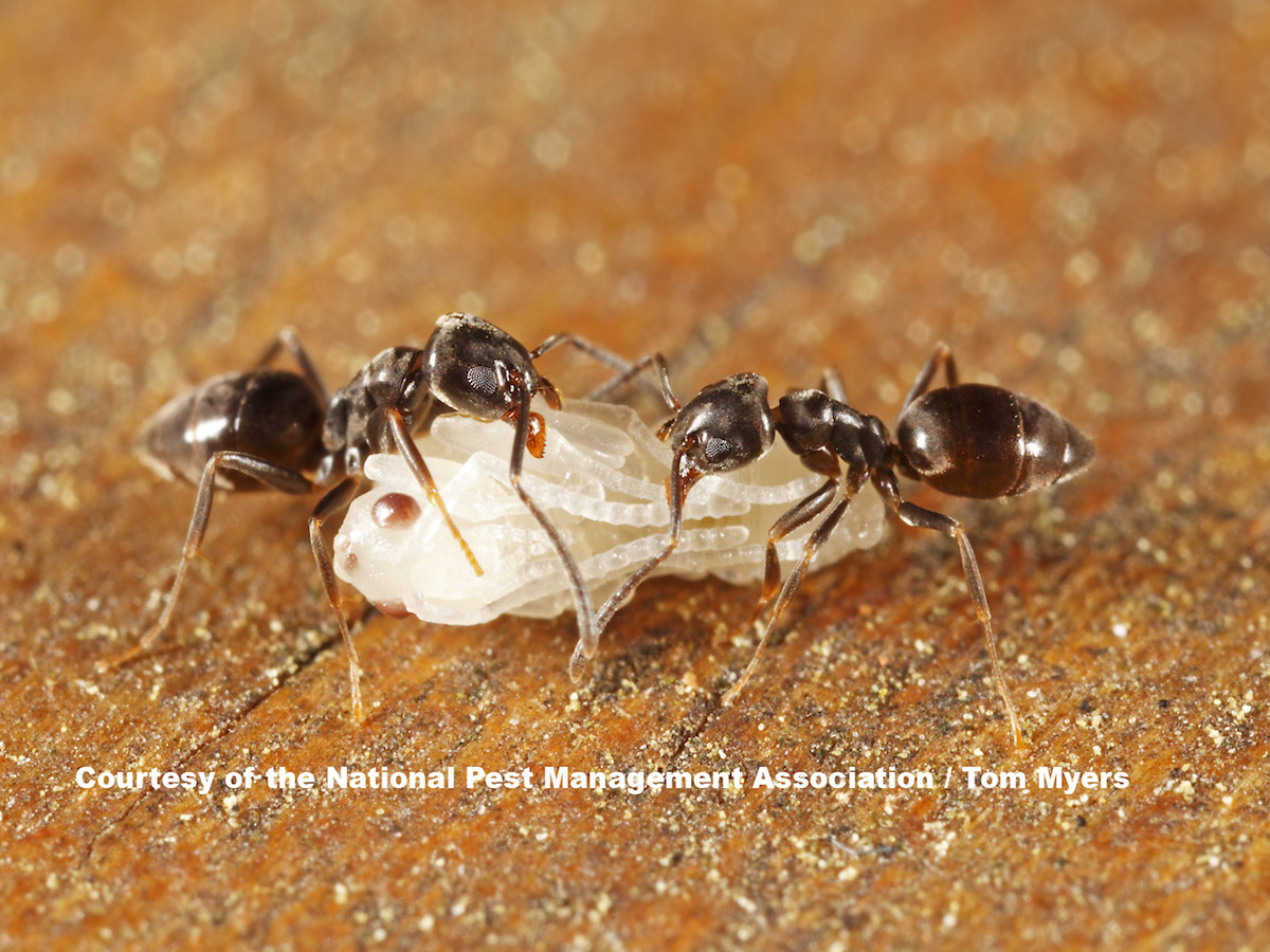 odorous-house-ant | pest control | long island | nyc