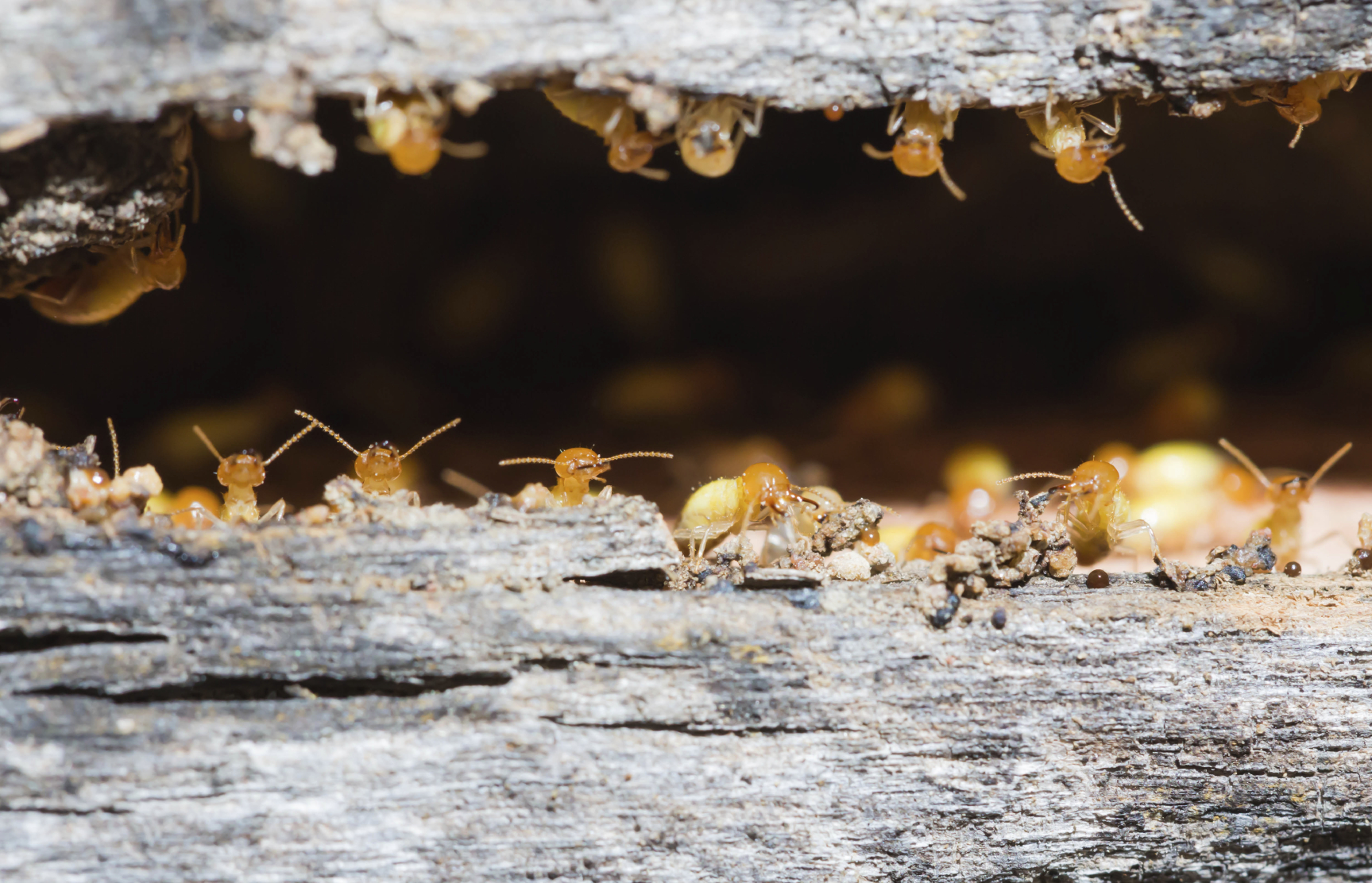 Termites are nesting in the wood