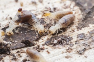 termite-workiers