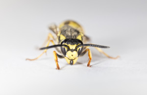 yellow jacket close up