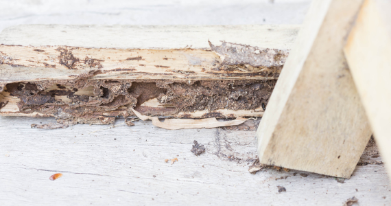 How to Know If Your Home is Infested With Termites