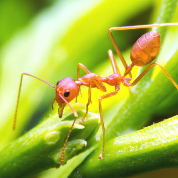 red fire ant worker on tree