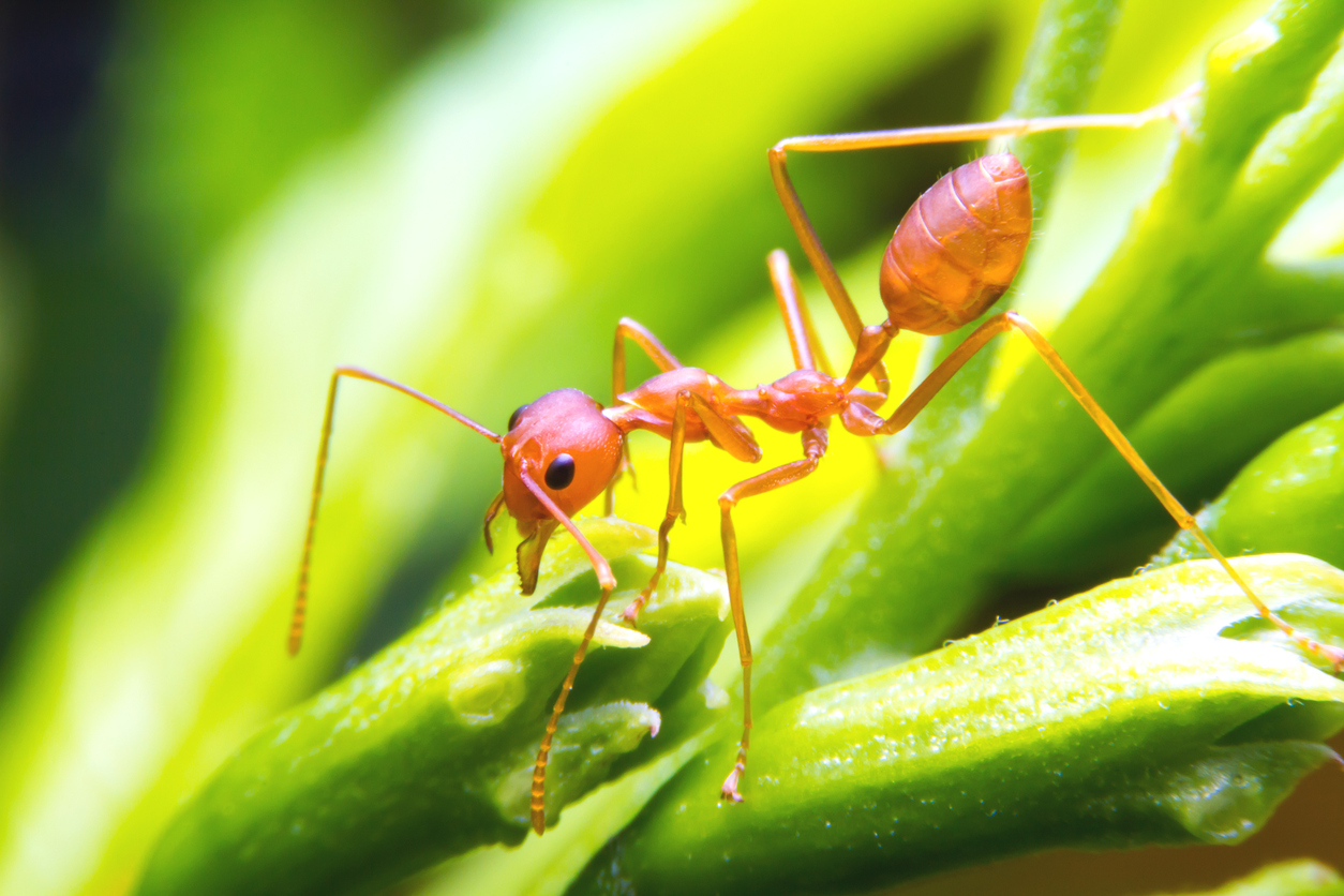 red fire ant worker on tree