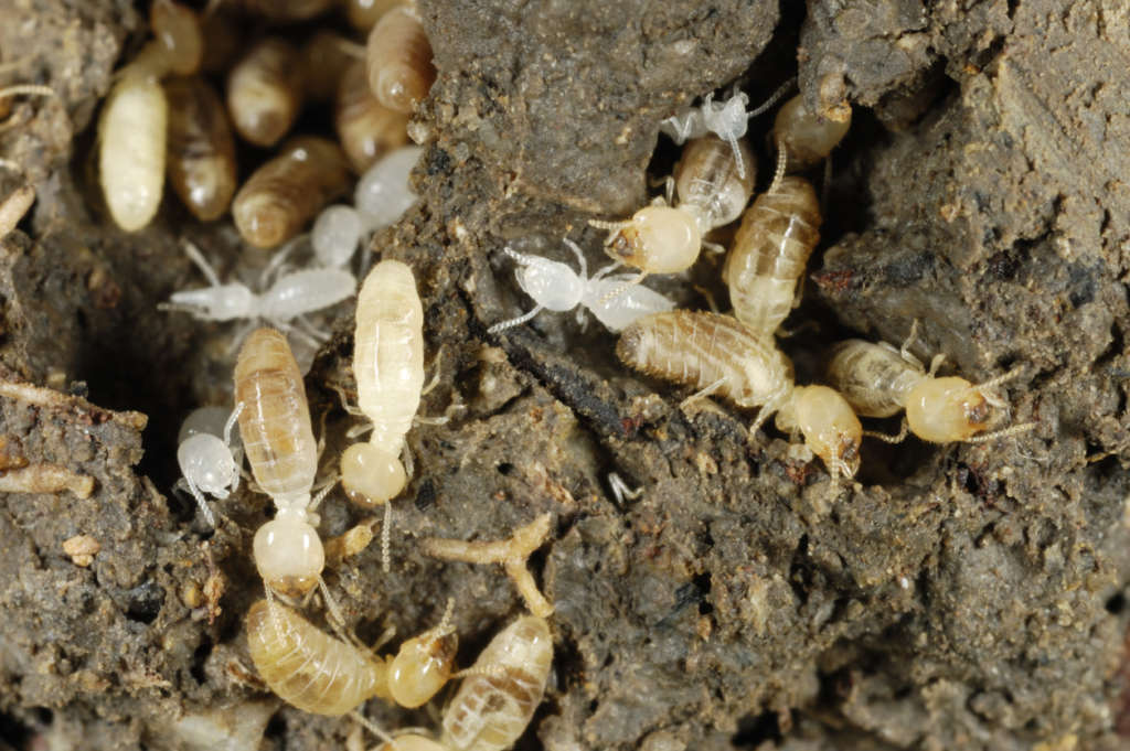 Will a Termite Infestation Harm You? | Knockout Pest Control