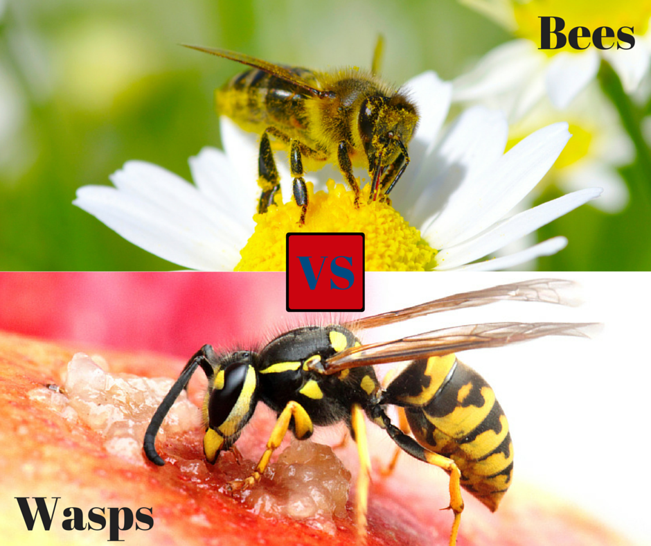 bees and wasps