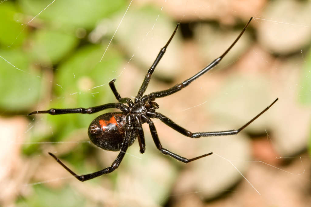 Spider Bites to Worry About | Black Widow & Brown Recluse Spiders