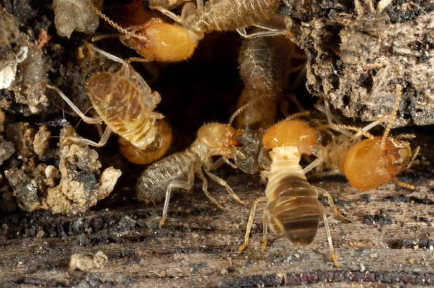 termite damage can be catastrophic