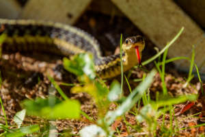snake | pest control | long island