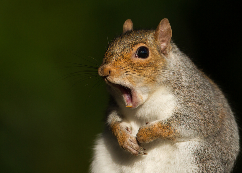 What to Do When a Squirrel is in Your Attic, Pest Control