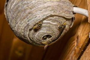 wasps | pest control | long island