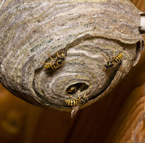 wasps | pest control | long island