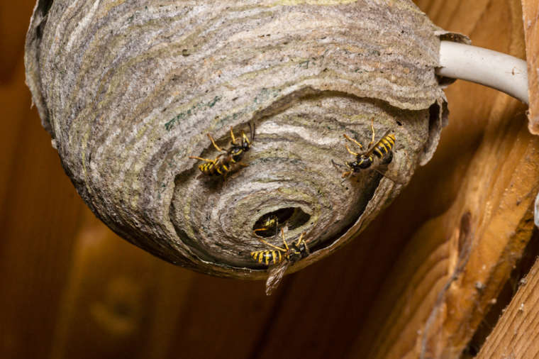 What To Do When You Find Wasps In The House Pest Control Long Island 8567