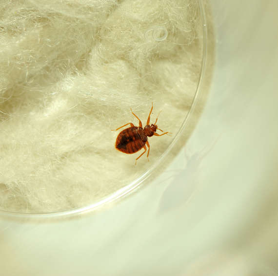 bed bugs | pest control
