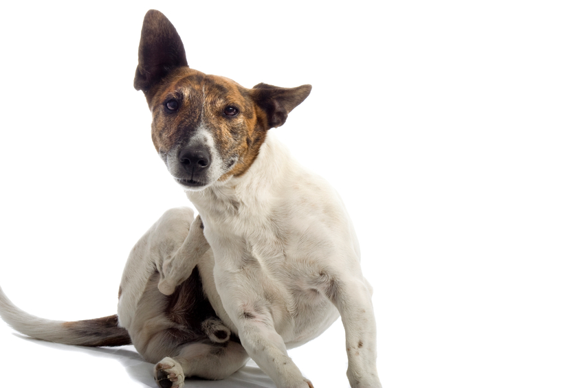 Causes and Solutions for Dog Head Shaking | PetHelpful