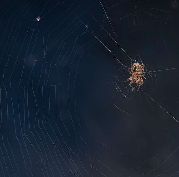 spiders | pest control | long island