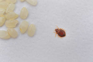 bed bug infestation | pest control