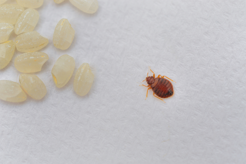 bed bug infestation | pest control