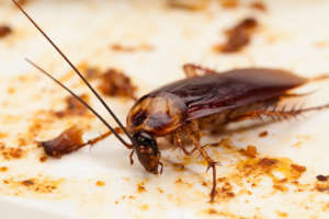 cockroach infestation | pest control