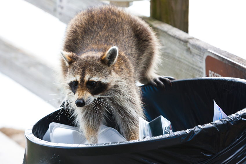 raccoon pest | pest control