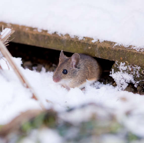 rodent pest control