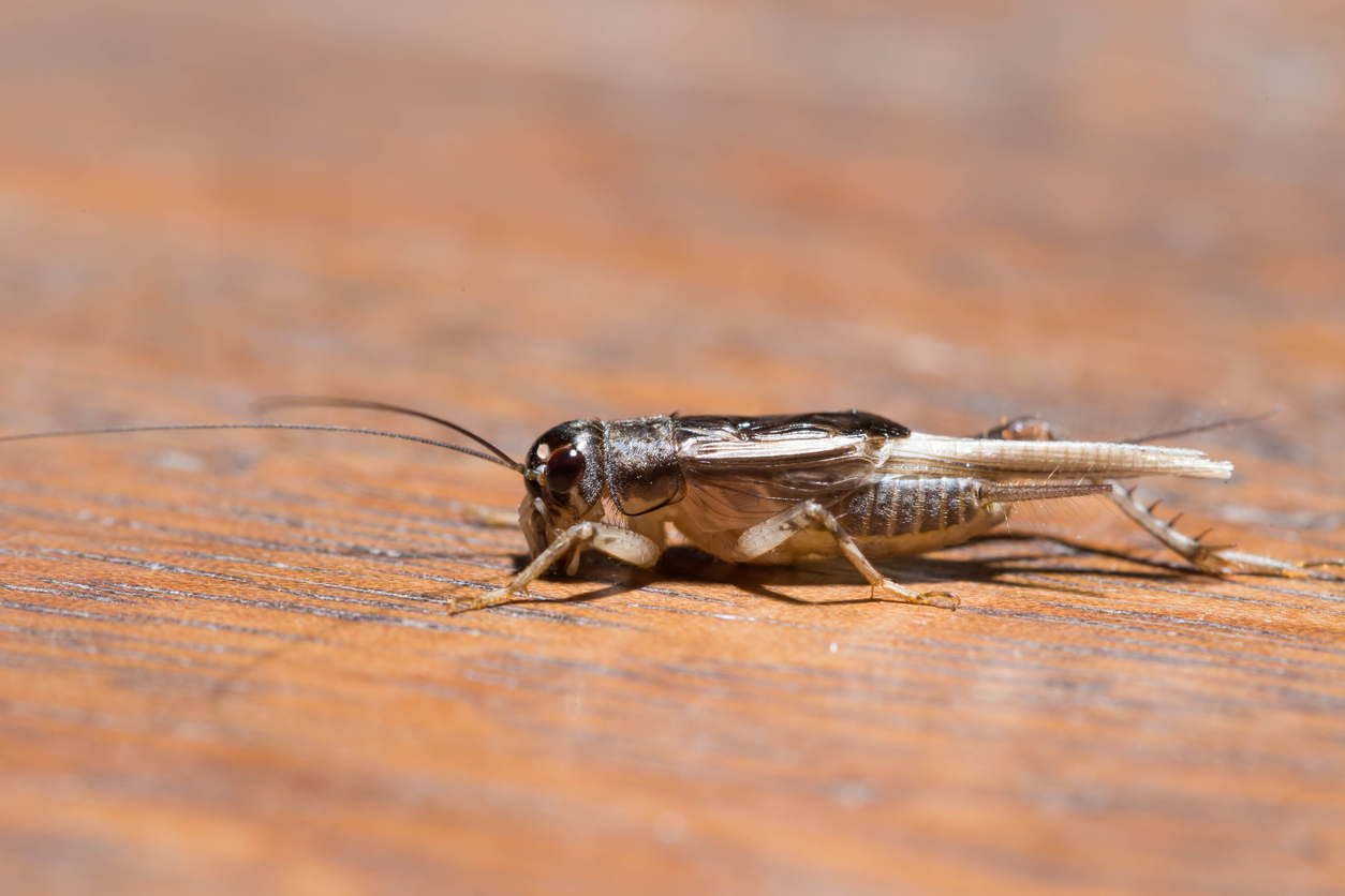 how-to-get-rid-of-crickets-the-home-depot