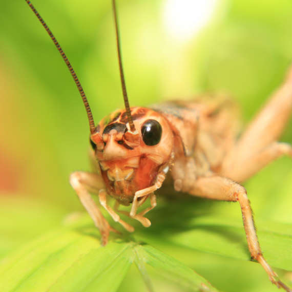 pest control long island