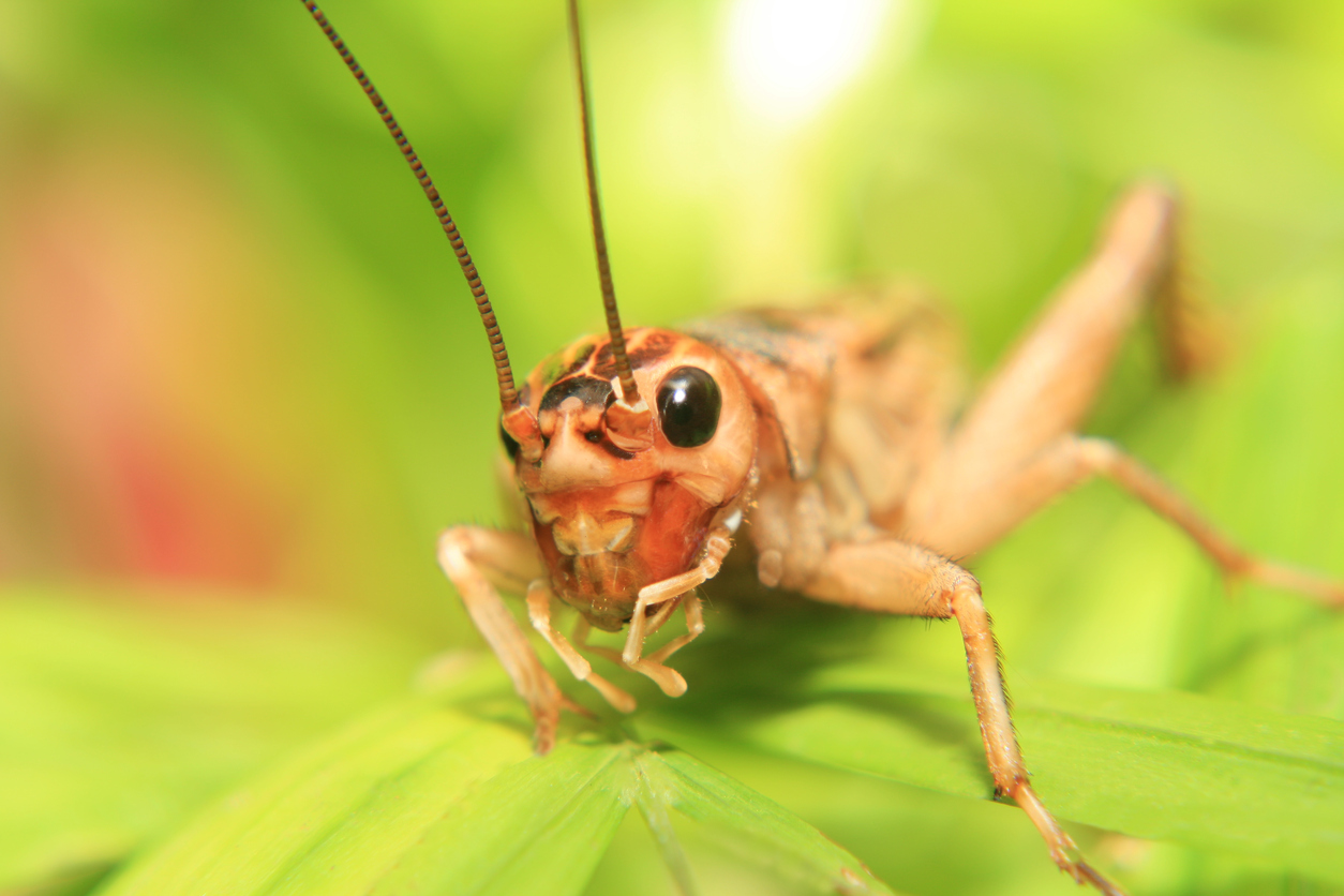 pest control long island