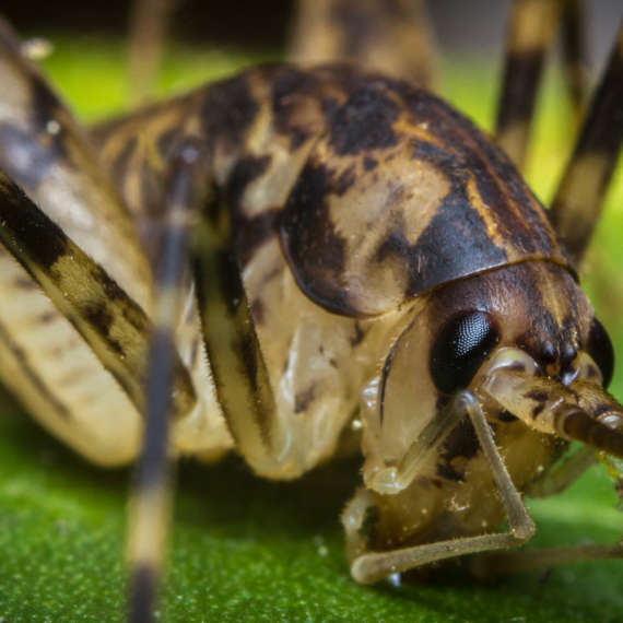 long island pest control