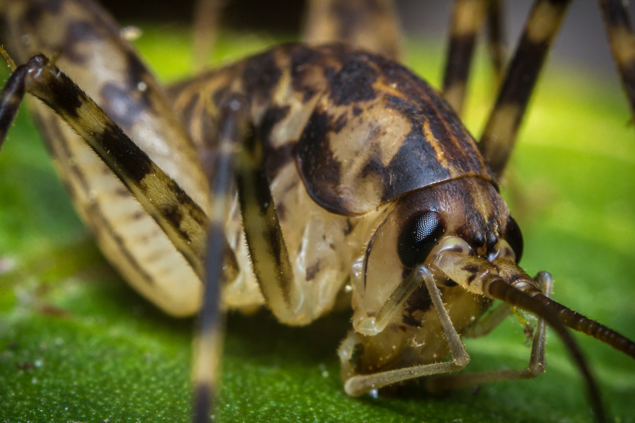 Why Crickets Love Your Home | Long Island Pest Control