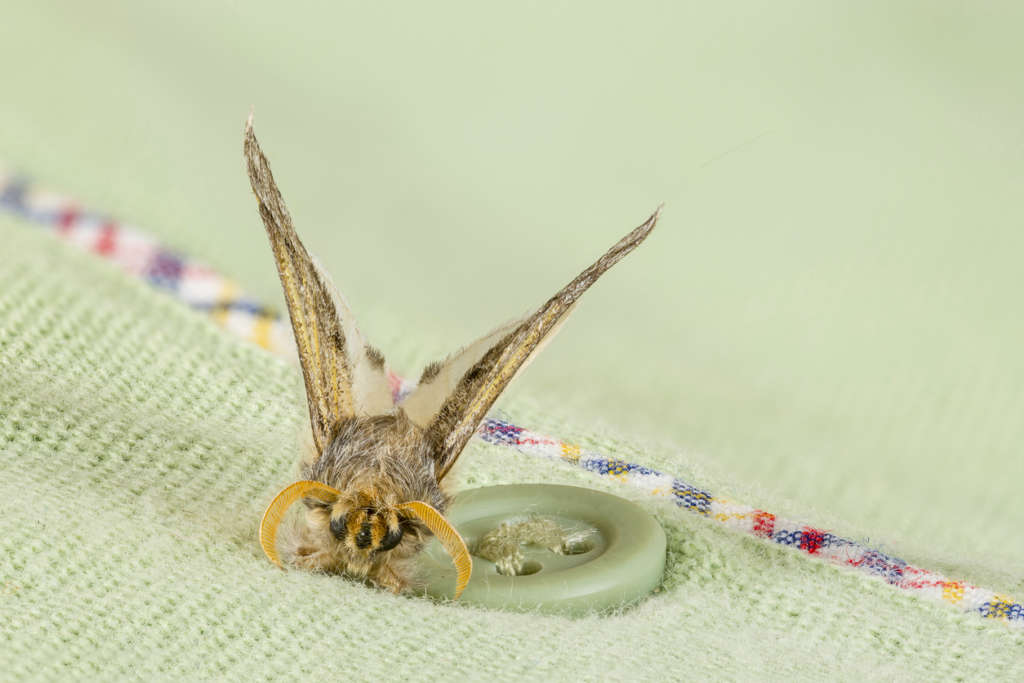 How to Prevent Moths From Eating Your Clothes Pest Control