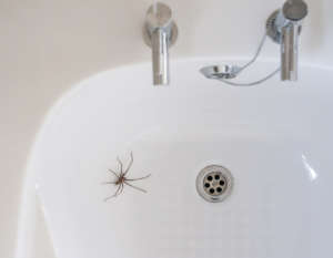 spider removal pest control