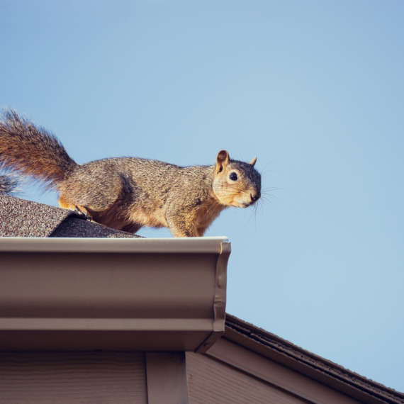 Squirrel on the roof top