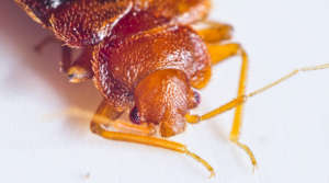 bed bug pest control nyc