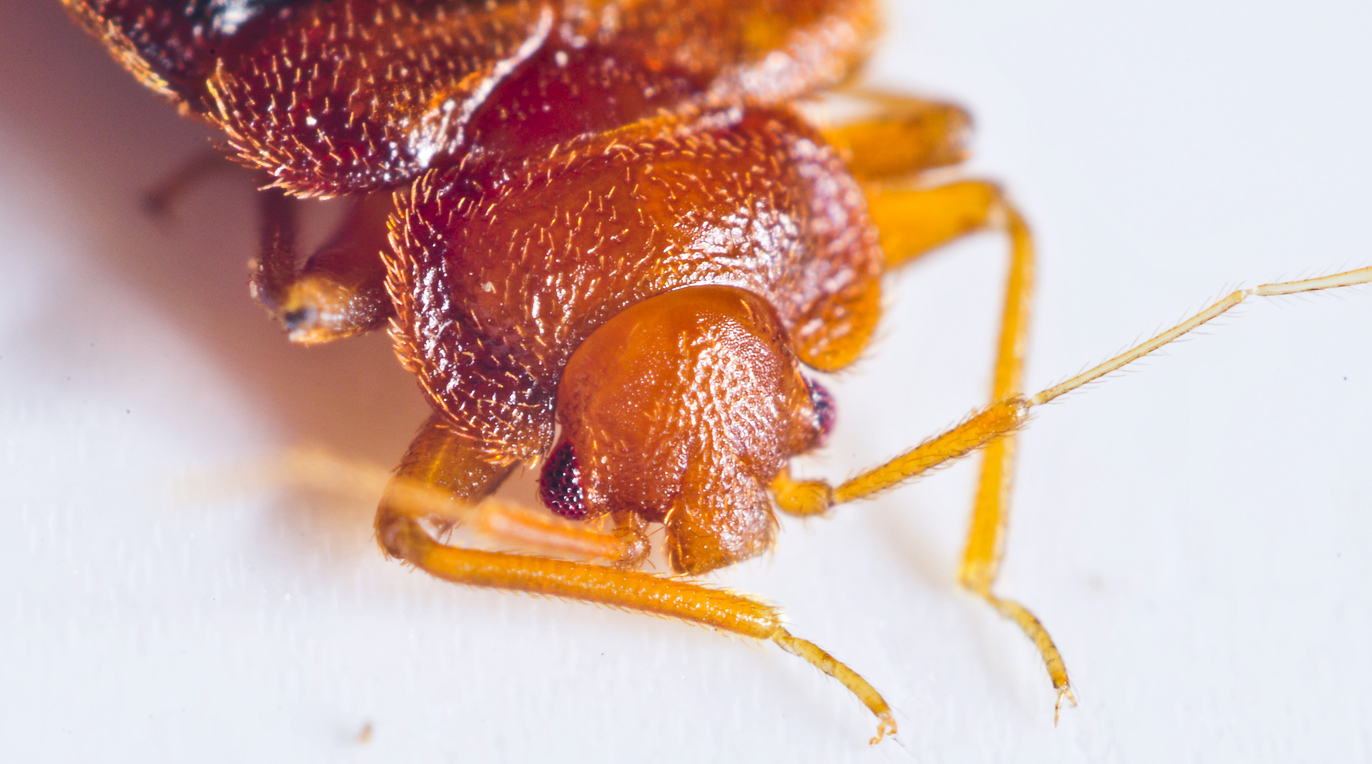 How Bed Bugs Spread | Pest Control | Long Island | NYC