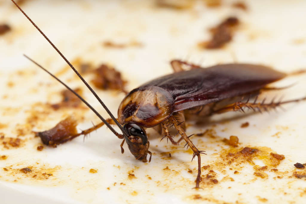 Cockroaches to Worry About in NYC | Pest Control | NYC